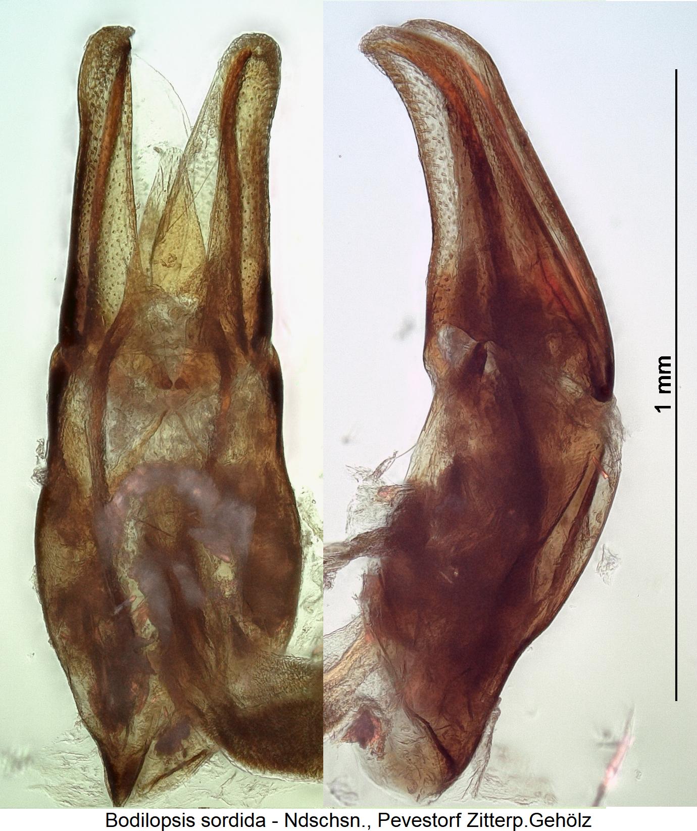 bodilopsis_sordida.jpg