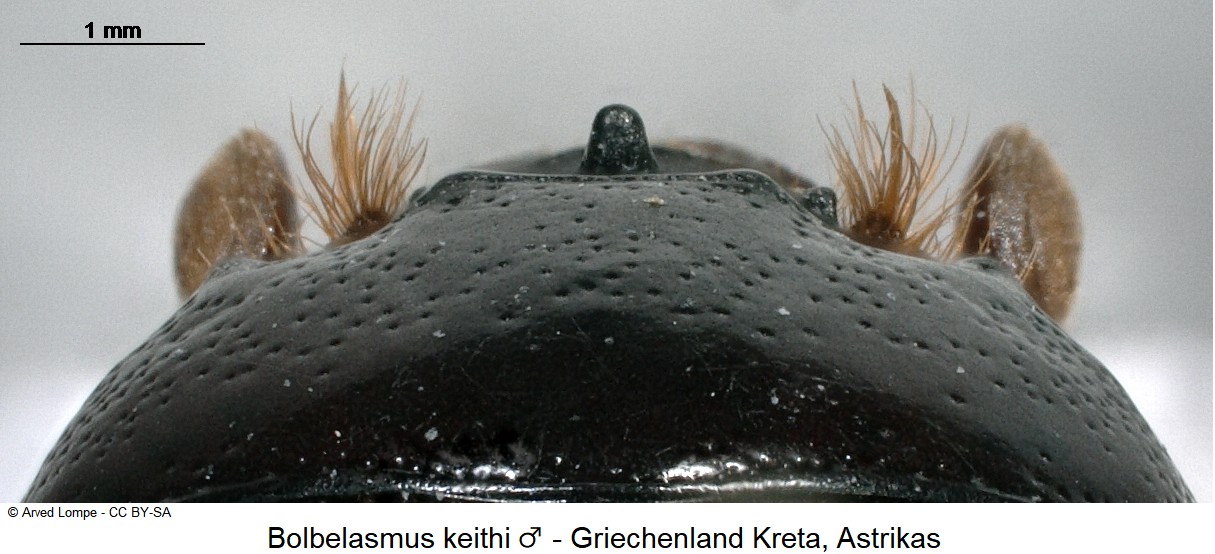 bolbelasmus_keithi_m_ck37572714_kopfhorn.jpg