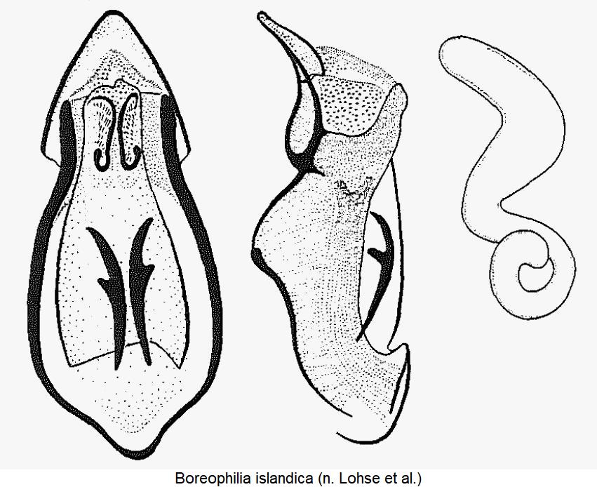 boreophilia_islandica.jpg