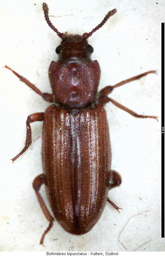 bothrideres_bipunctatus_hab.jpg