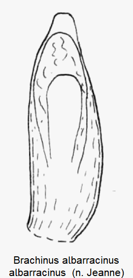 brachinus_albarracinus.gif