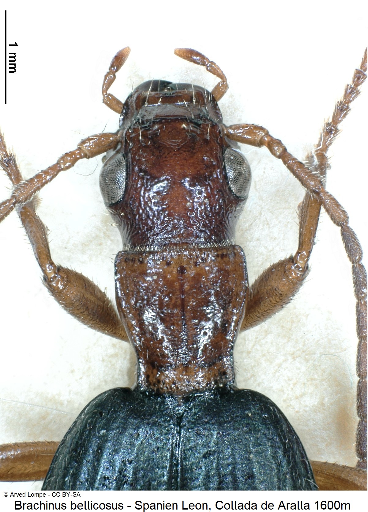 brachinus_bellicosus_ck38302778_vk.jpg