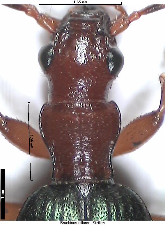 brachinus_efflans_vk.jpg