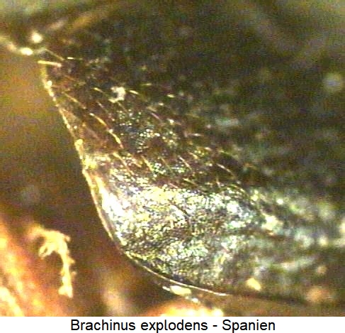 brachinus_explodens_fldsaum.jpg