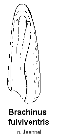 brachinus_fulviventris.gif