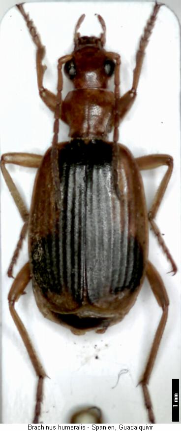 brachinus_humeralis_hab.jpg