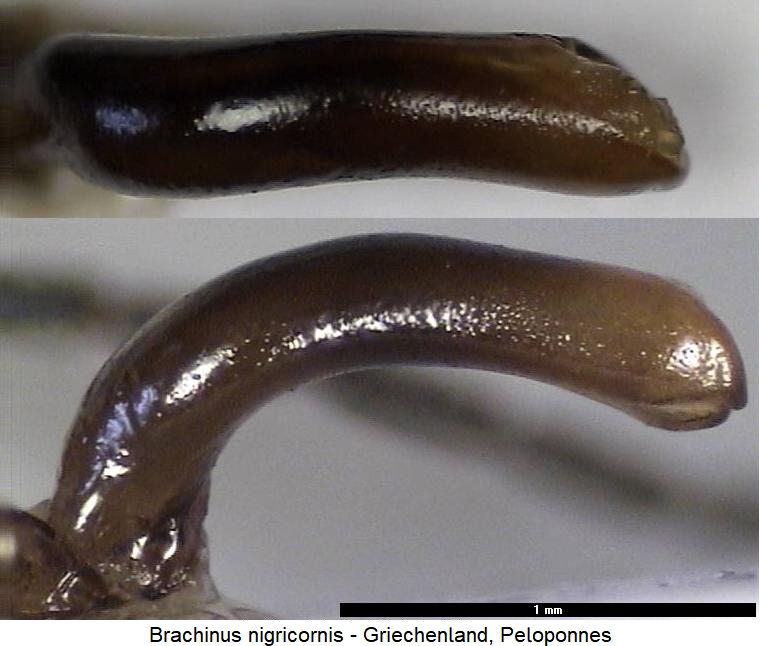 brachinus_nigricornis.jpg