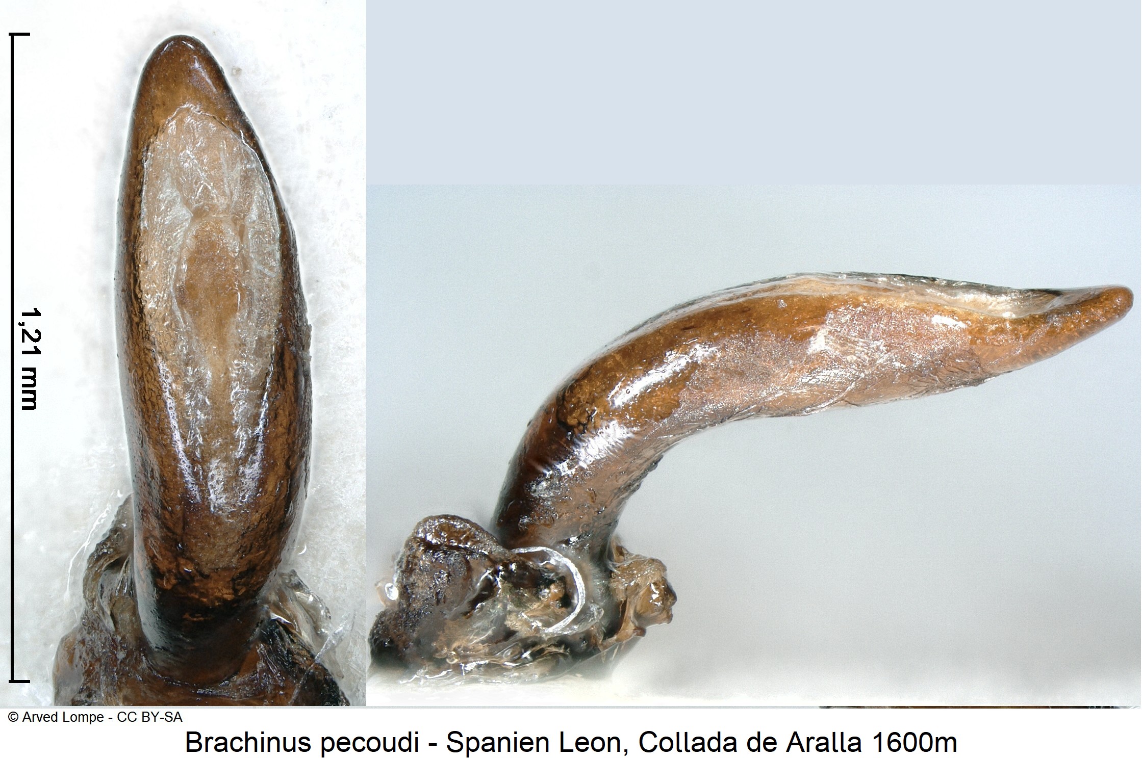 brachinus_pecoudi.jpg