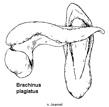 brachinus_plagiatus.gif