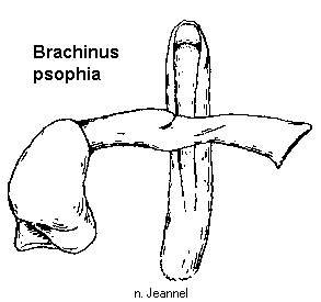 brachinus_psophia.gif