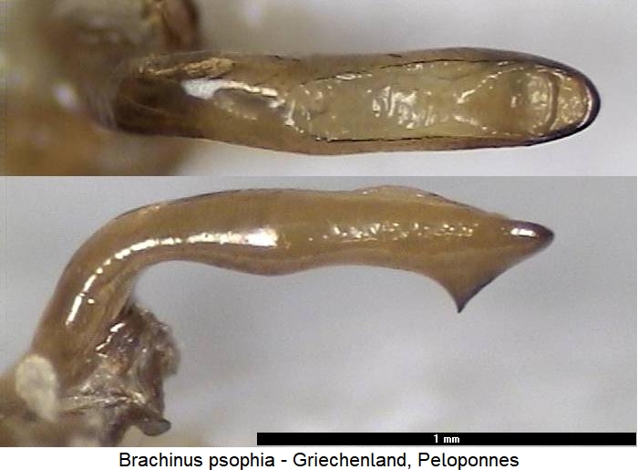 brachinus_psophia.jpg