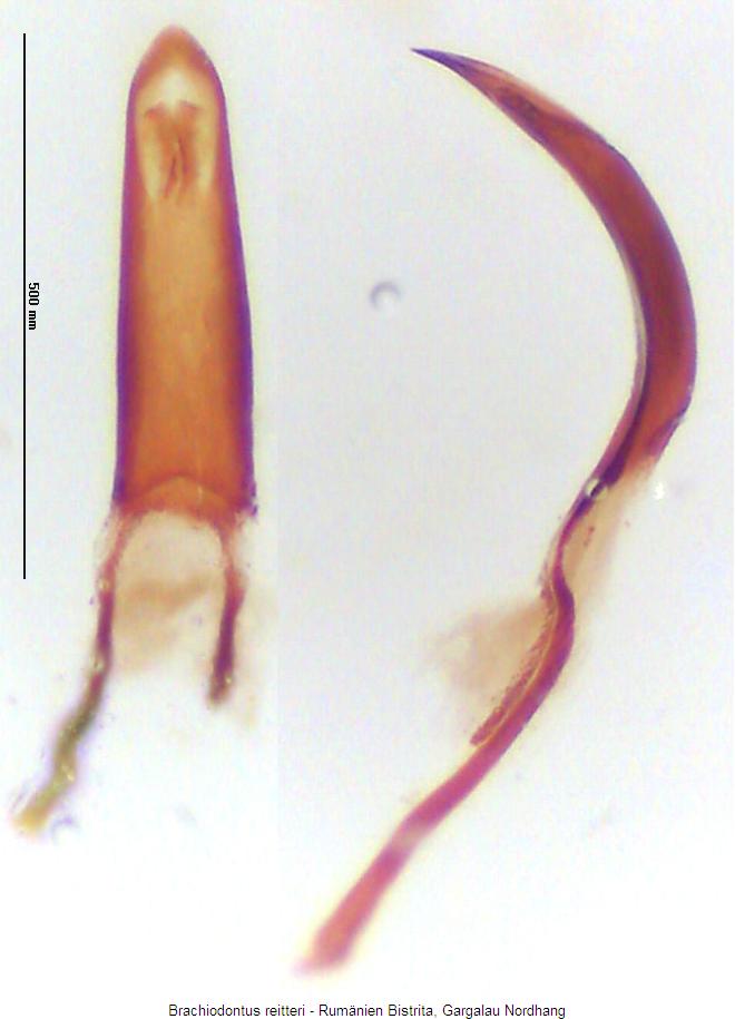 brachiodontus_reitteri.jpg