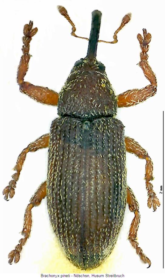 brachonyx_pineti_hab.jpg
