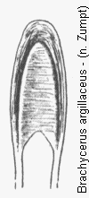 brachycerus_argillaceus.gif