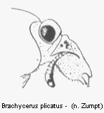 brachycerus_plicatus_k.gif