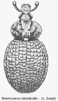 brachycerus_rotundicollis_hab.gif