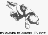 brachycerus_rotundicollis_vk.gif