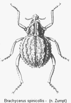 brachycerus_spinicollis_hab.gif