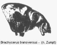 brachycerus_transversus_vk.gif