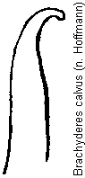brachyderes_calvus.gif