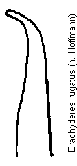 brachyderes_rugatus.gif