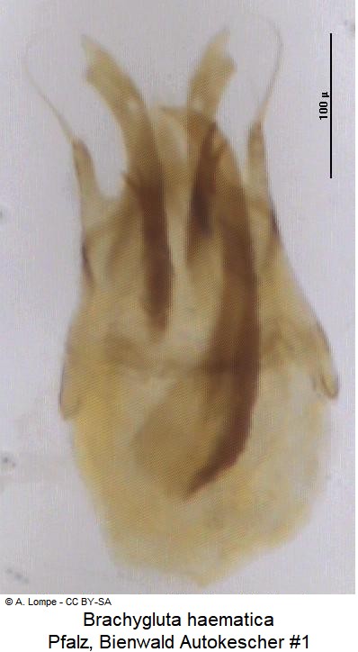 brachygluta_haematica_nr1_ck22847.jpg