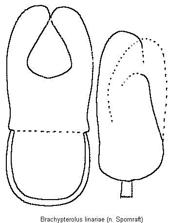 brachypterolus_linariae.gif