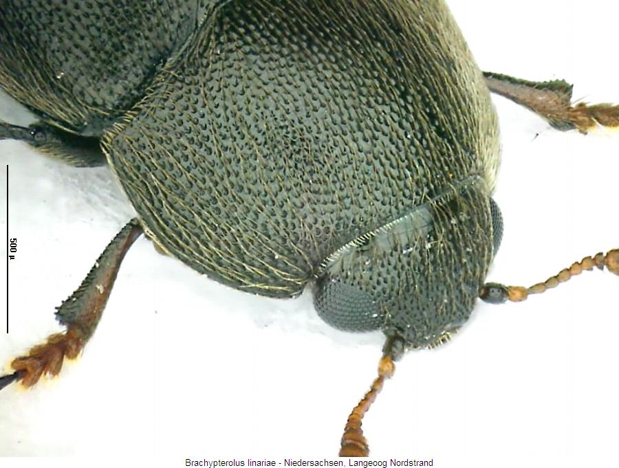 brachypterolus_linariae_k.jpg