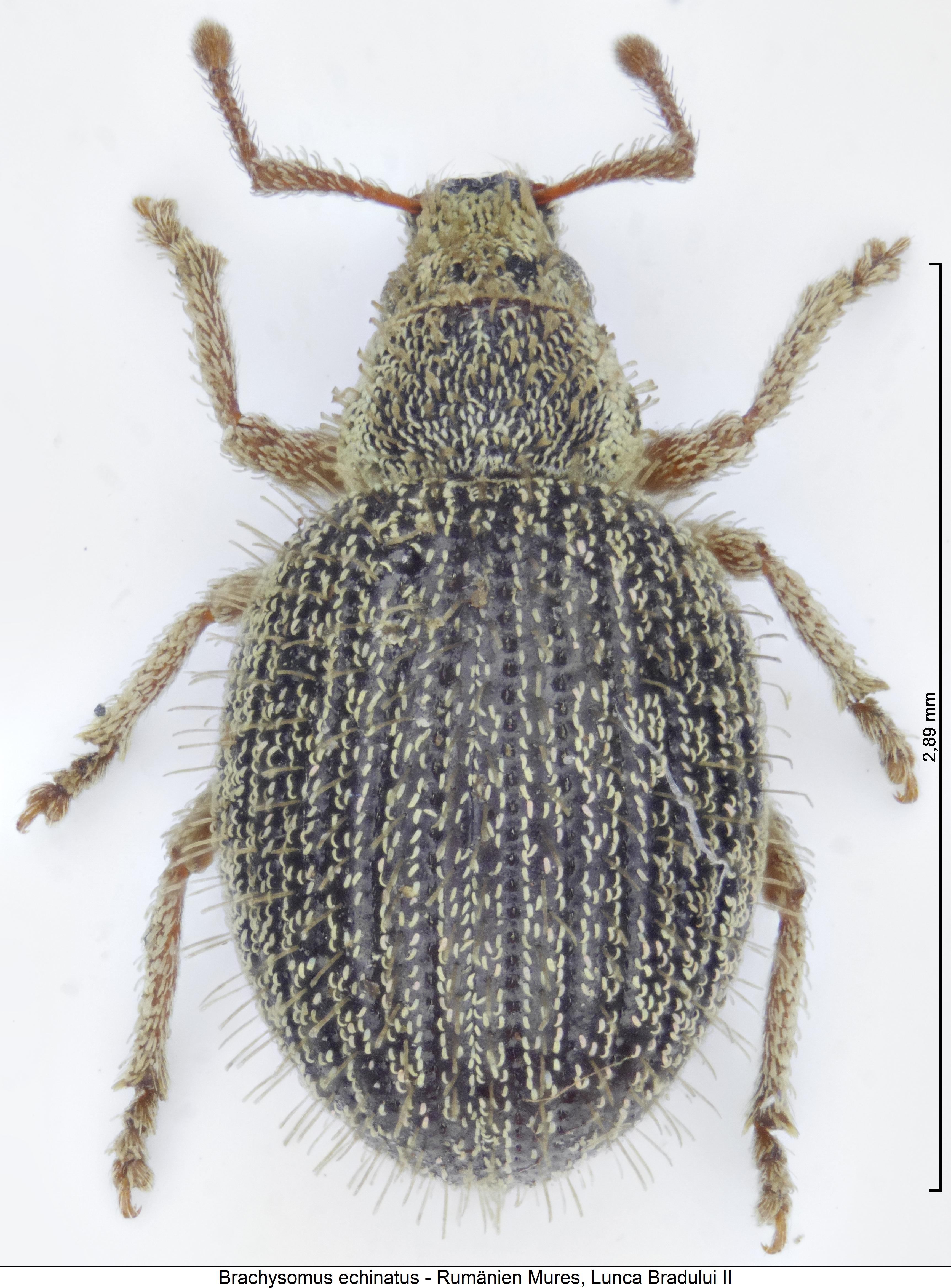 brachysomus_echinatus_hab.jpg