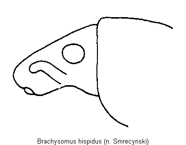 brachysomus_hispidus_k.gif