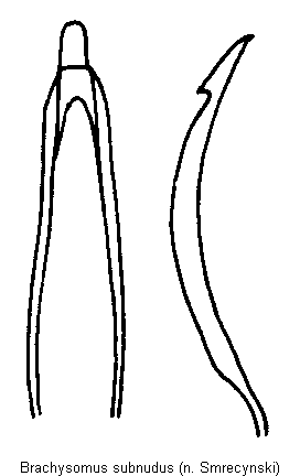 brachysomus_subnudus.gif