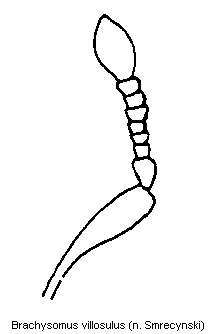brachysomus_villosulus_f.gif