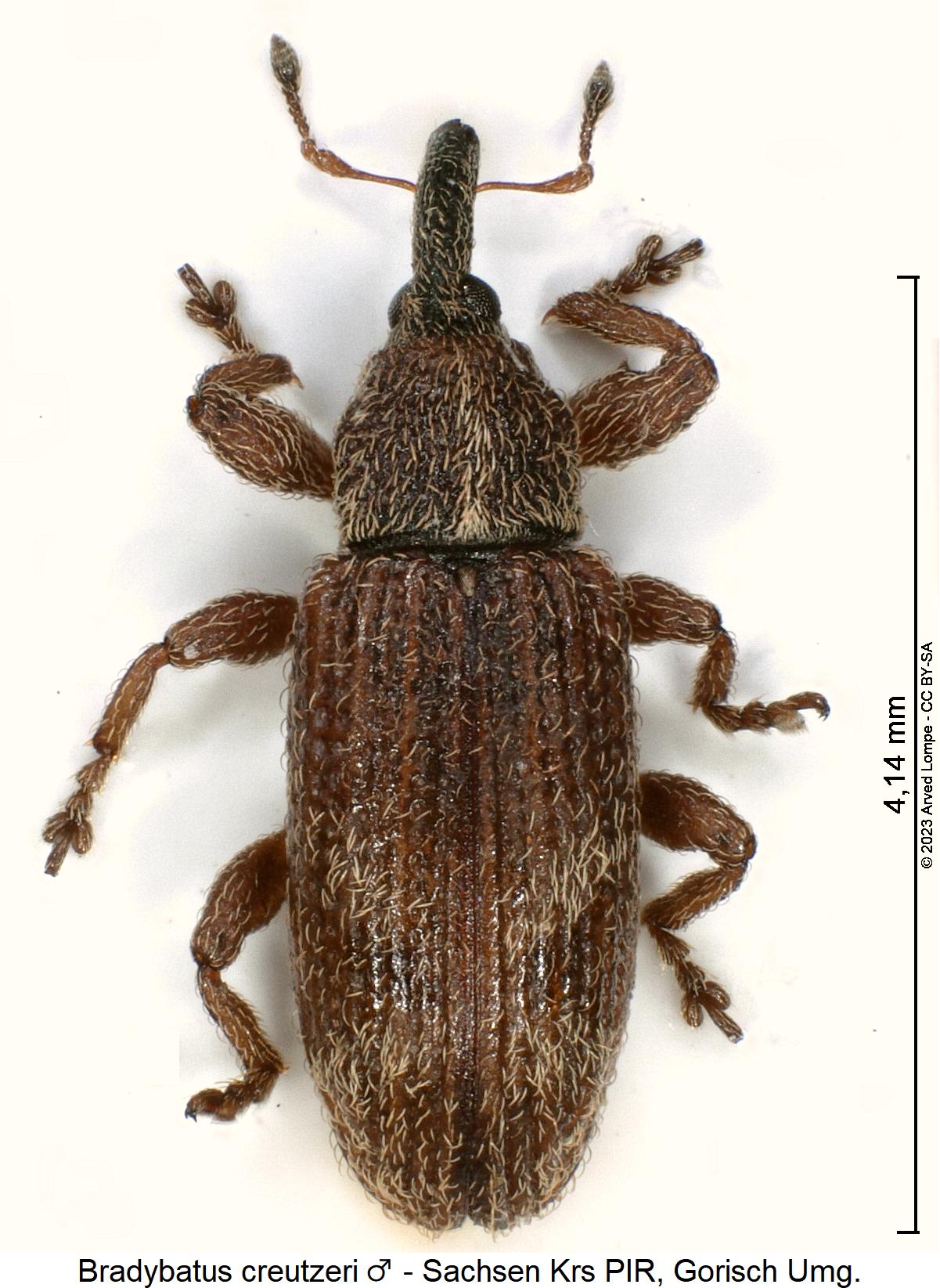 bradybatus_creutzeri_m_hab.jpg
