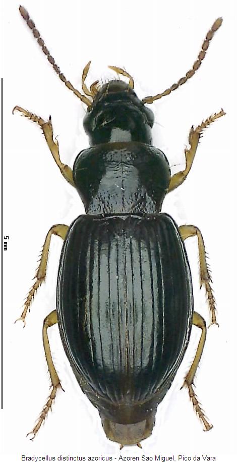 bradycellus_azoricus_hab.jpg