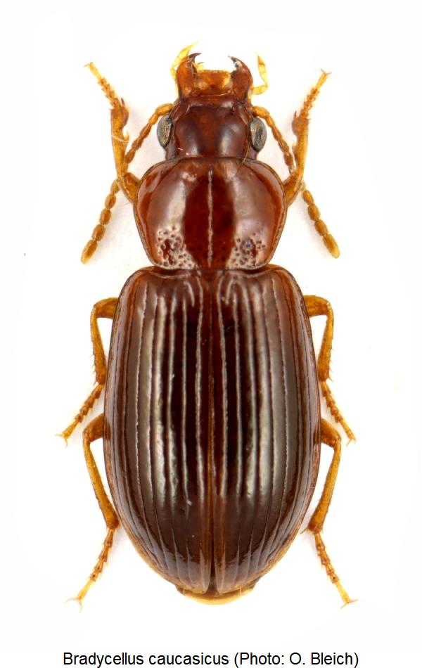 bradycellus_caucasicus_hab.jpg
