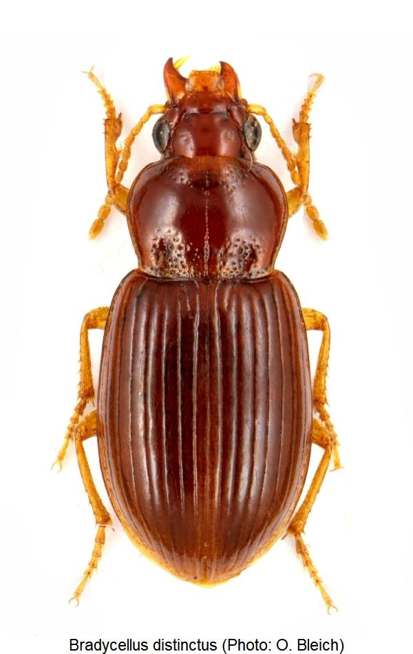 bradycellus_distinctus_hab.jpg