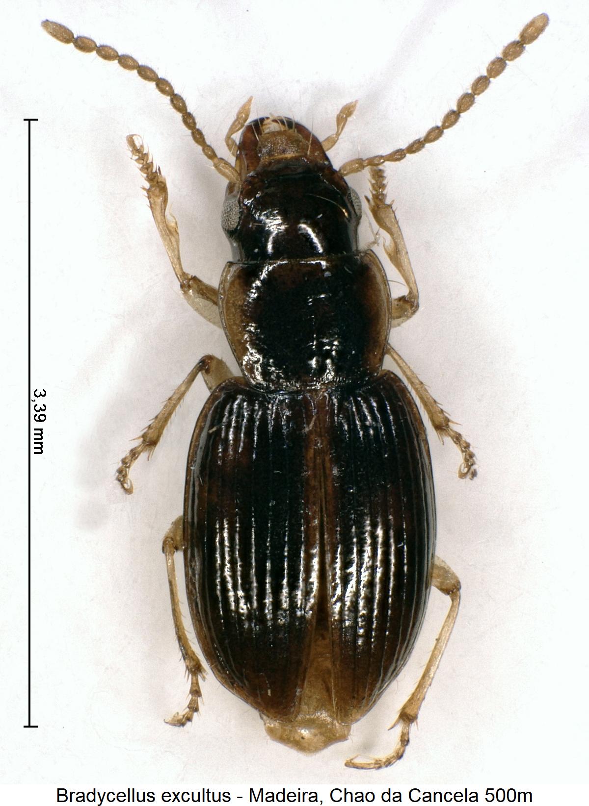 bradycellus_excultus_hab.jpg