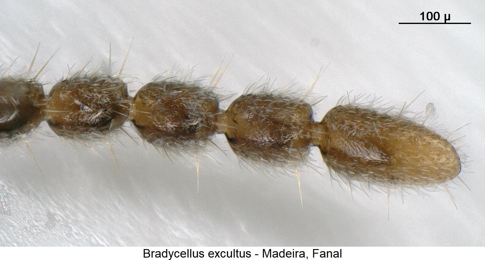 bradycellus_excultus_m_f.jpg