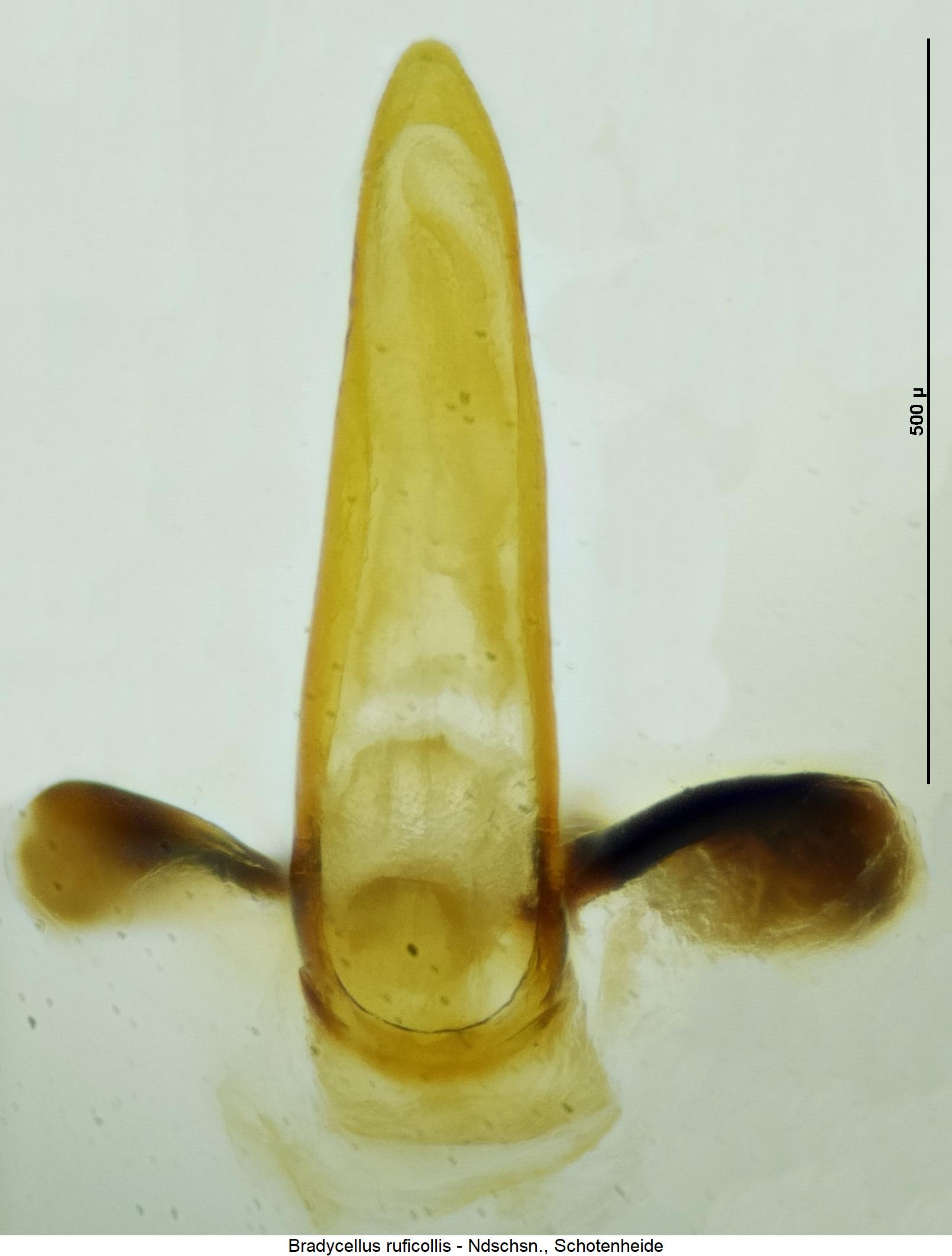 bradycellus_ruficollis2.jpg