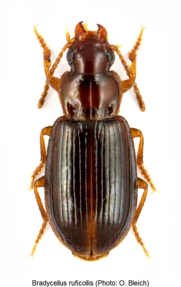 bradycellus_ruficollis_hab.jpg