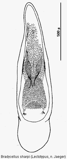 bradycellus_sharpi.gif