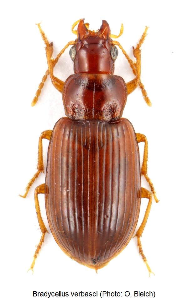 bradycellus_verbasci_hab1.jpg