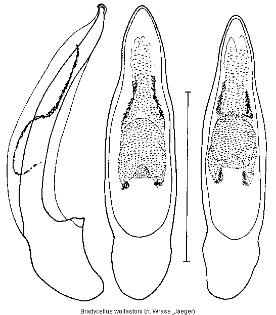 bradycellus_wollastoni.gif