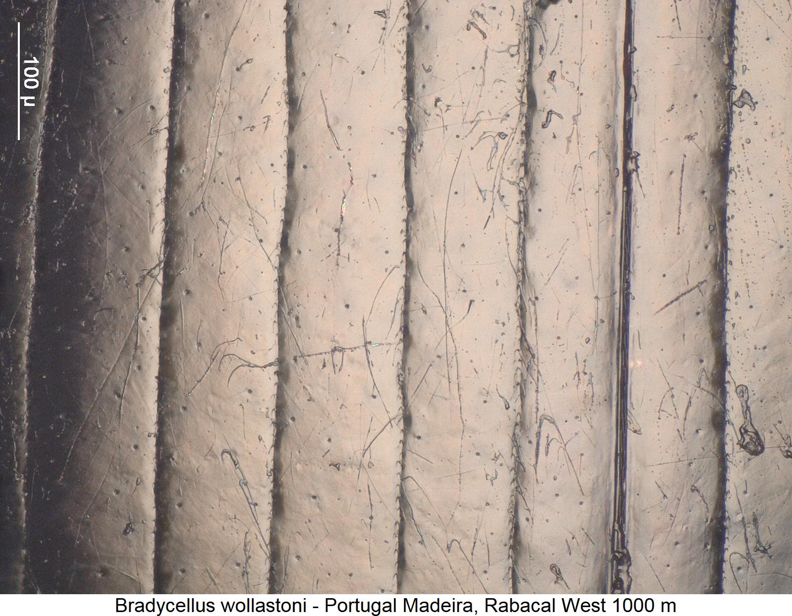 bradycellus_wollastoni_ms.jpg