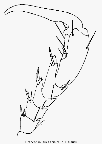 brancoplia_leucaspis_vtr.gif