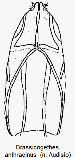 brassicogethes_anthracinus_ovi.gif