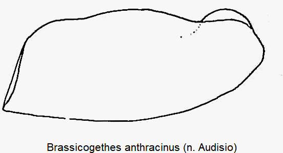 brassicogethes_anthracinus_vschl.gif
