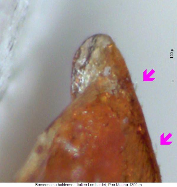 broscosoma_baldense_param.jpg