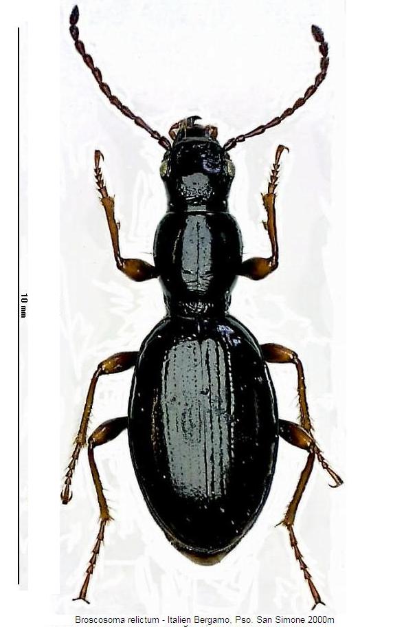 broscosoma_relictum_hab.jpg