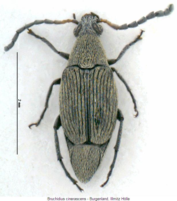 bruchidius_cinerascens_hab.jpg